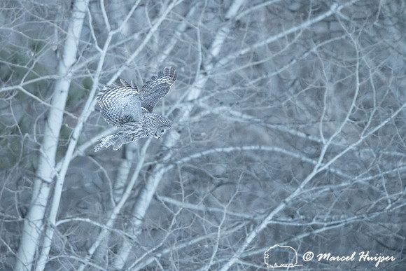 Great gray owl (Strix nebulosa), near Missoula, Montana