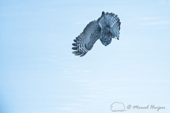 Great gray owl (Strix nebulosa), near Missoula, Montana