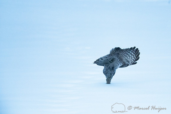 Great gray owl (Strix nebulosa), near Missoula, Montana