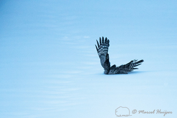 Great gray owl (Strix nebulosa), near Missoula, Montana