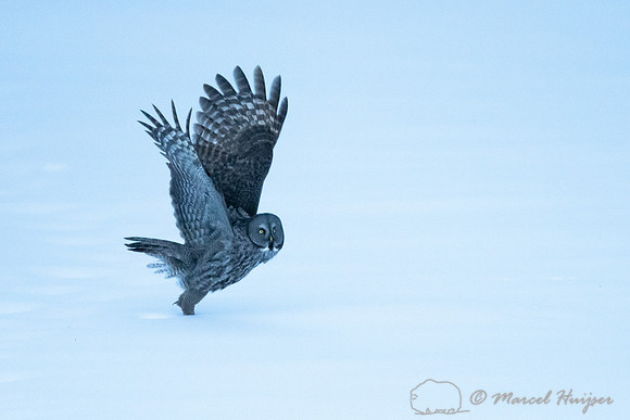 Great gray owl (Strix nebulosa), near Missoula, Montana
