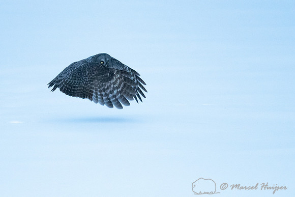 Great gray owl (Strix nebulosa), near Missoula, Montana