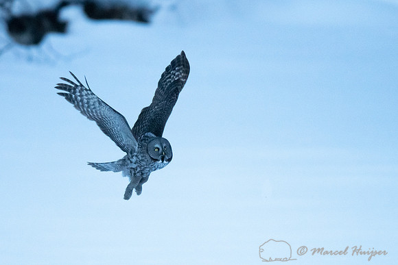 Great gray owl (Strix nebulosa), near Missoula, Montana