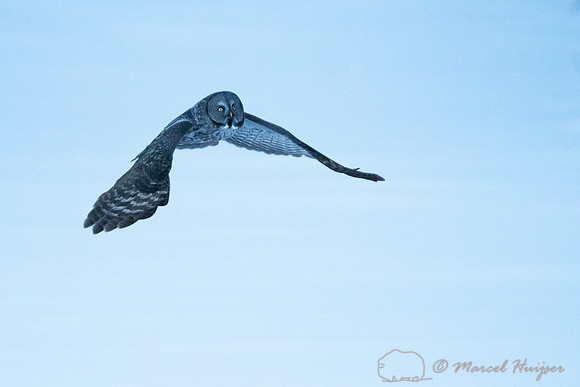 Great gray owl (Strix nebulosa), near Missoula, Montana