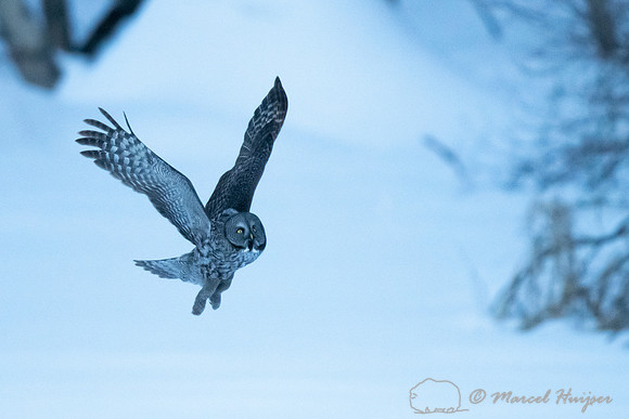 Great gray owl (Strix nebulosa), near Missoula, Montana