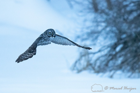 Great gray owl (Strix nebulosa), near Missoula, Montana