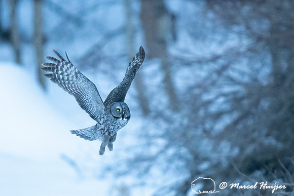Great gray owl (Strix nebulosa), near Missoula, Montana