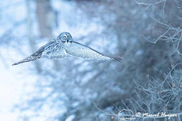 Great gray owl (Strix nebulosa), near Missoula, Montana