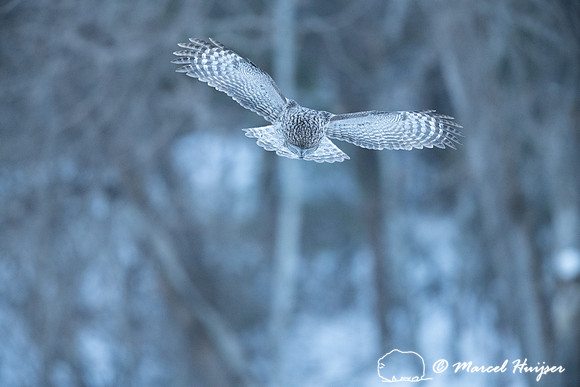 Great gray owl (Strix nebulosa), near Missoula, Montana