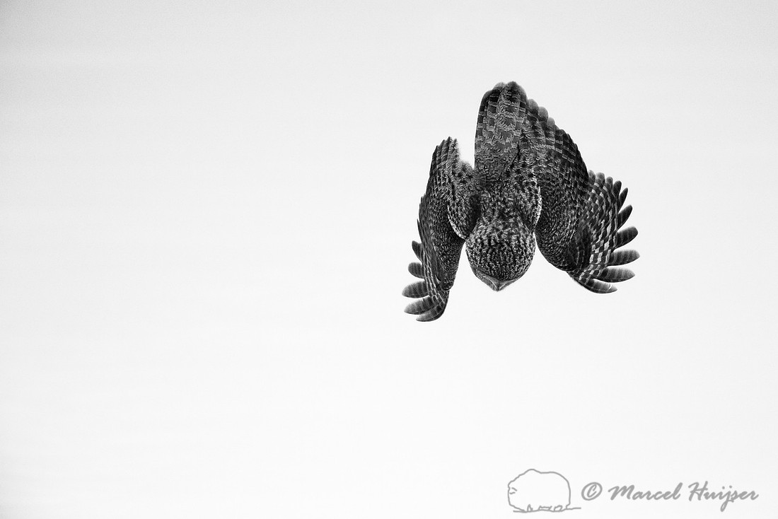 Great gray owl (Strix nebulosa), near Missoula, Montana