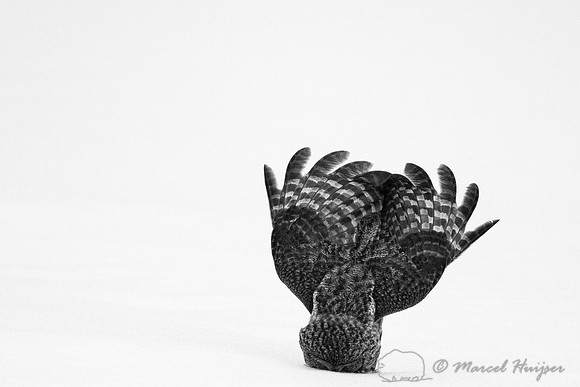 Great gray owl (Strix nebulosa), near Missoula, Montana