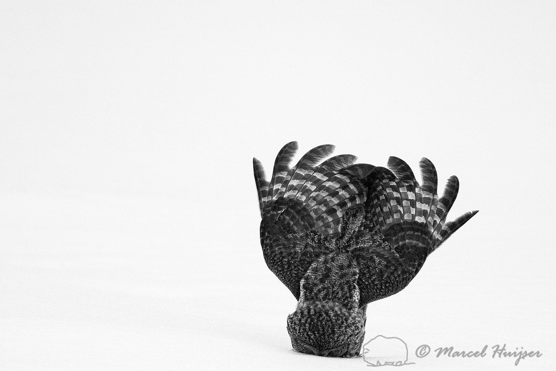 Great gray owl (Strix nebulosa), near Missoula, Montana