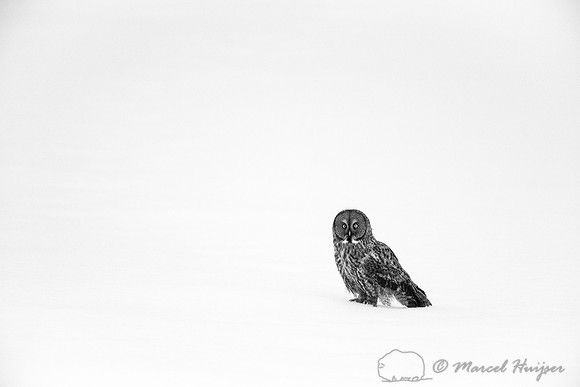 Great gray owl (Strix nebulosa), near Missoula, Montana
