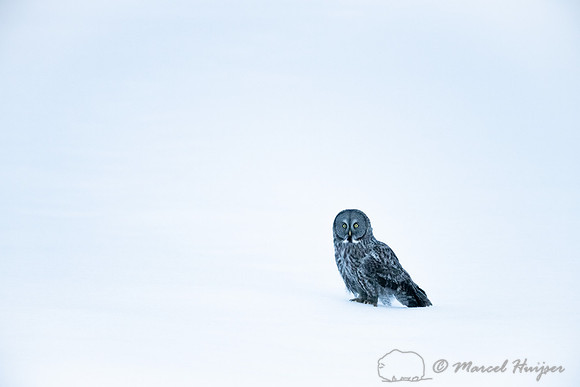 Great gray owl (Strix nebulosa), near Missoula, Montana