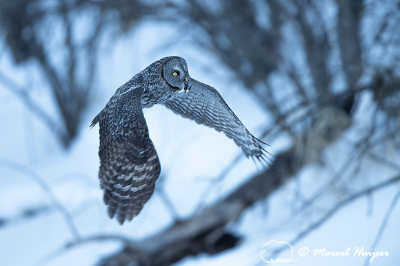 Great gray owl (Strix nebulosa), near Missoula, Montana