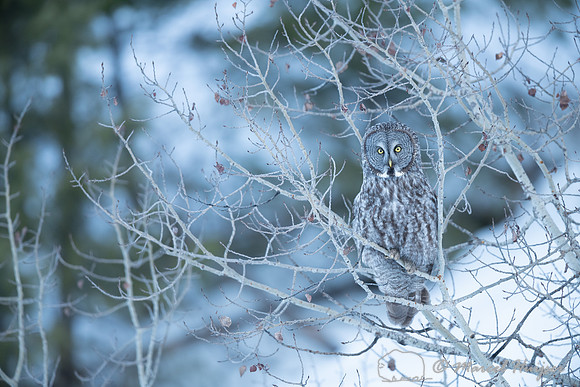Great gray owl (Strix nebulosa), near Missoula, Montana