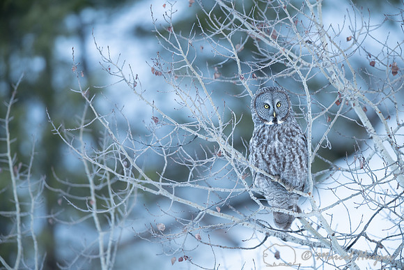 Great gray owl (Strix nebulosa), near Missoula, Montana