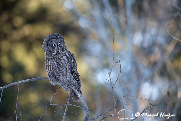 Great gray owl (Strix nebulosa), near Missoula, Montana