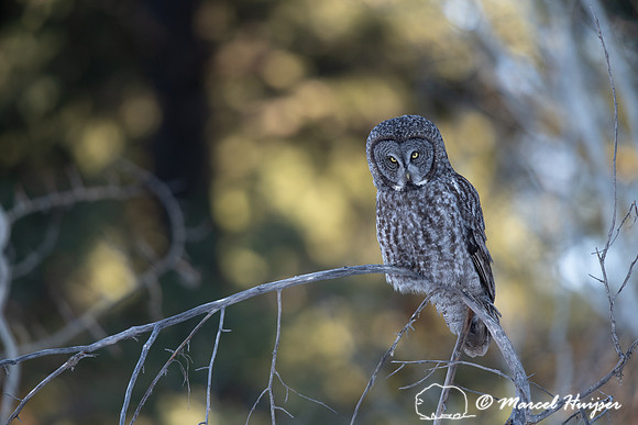 Great gray owl (Strix nebulosa), near Missoula, Montana