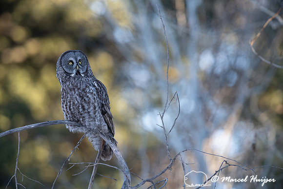 Great gray owl (Strix nebulosa), near Missoula, Montana