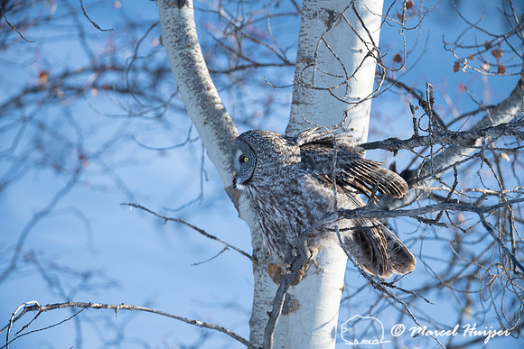 Great gray owl (Strix nebulosa), near Missoula, Montana