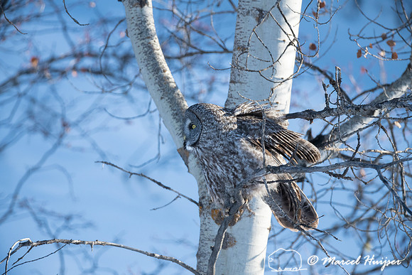 Great gray owl (Strix nebulosa), near Missoula, Montana