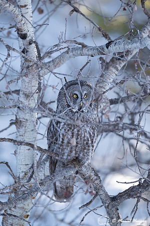 Great gray owl (Strix nebulosa), near Missoula, Montana
