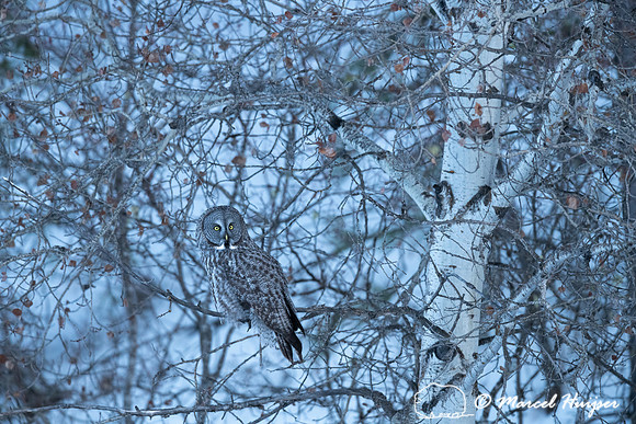 Great gray owl (Strix nebulosa), near Missoula, Montana