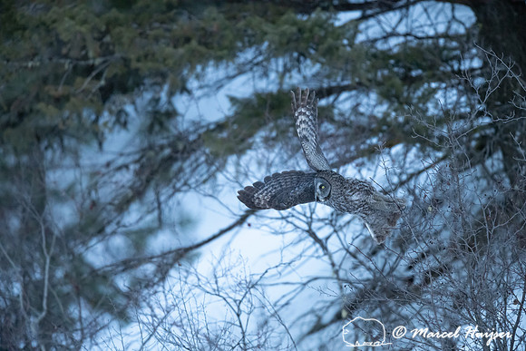 Great gray owl (Strix nebulosa), near Missoula, Montana
