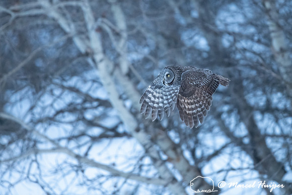 Great gray owl (Strix nebulosa), near Missoula, Montana