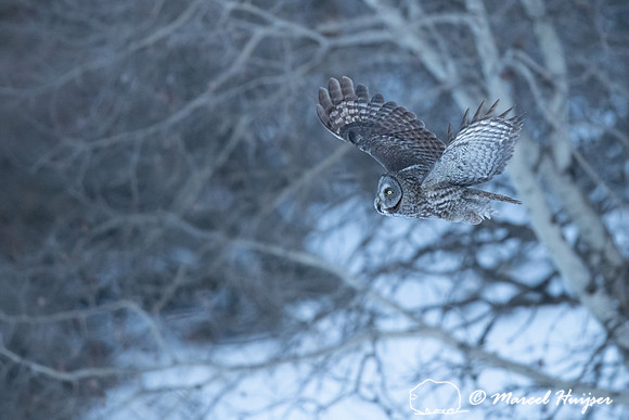 Great gray owl (Strix nebulosa), near Missoula, Montana