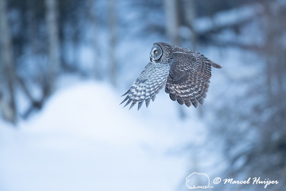 Great gray owl (Strix nebulosa), near Missoula, Montana