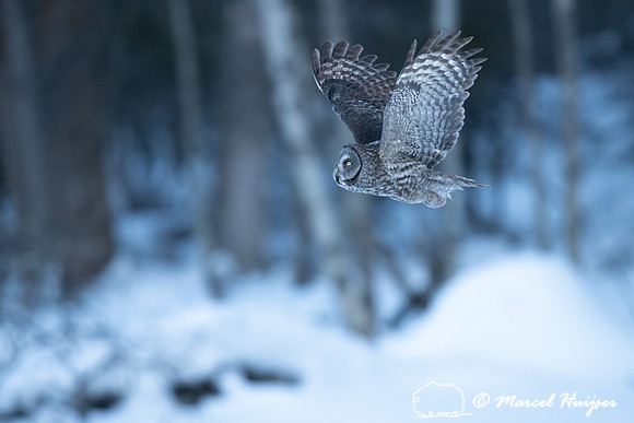 Great gray owl (Strix nebulosa), near Missoula, Montana