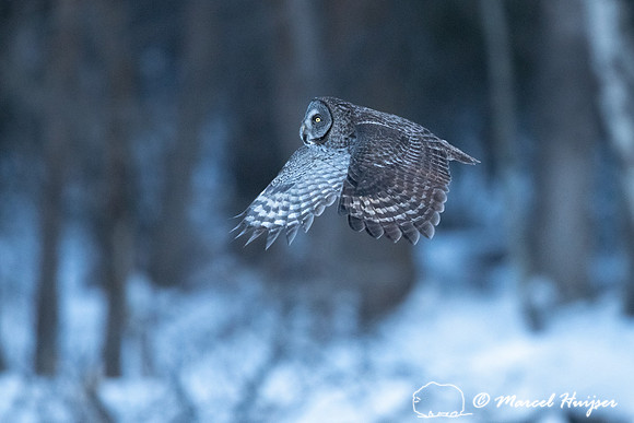 Great gray owl (Strix nebulosa), near Missoula, Montana
