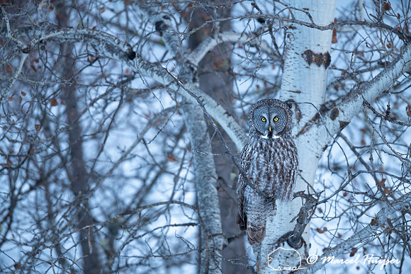 Great gray owl (Strix nebulosa), near Missoula, Montana