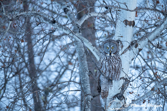 Great gray owl (Strix nebulosa), near Missoula, Montana