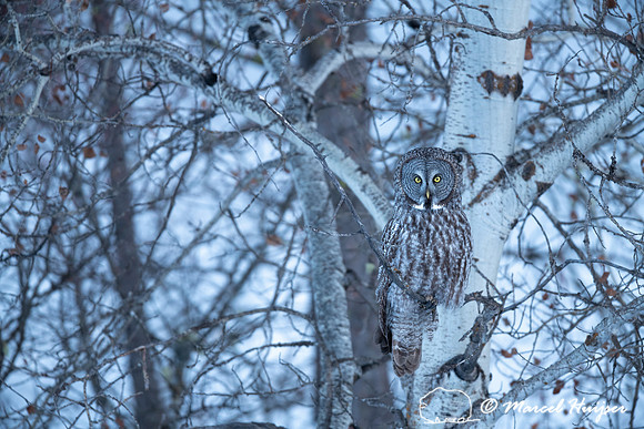 Great gray owl (Strix nebulosa), near Missoula, Montana
