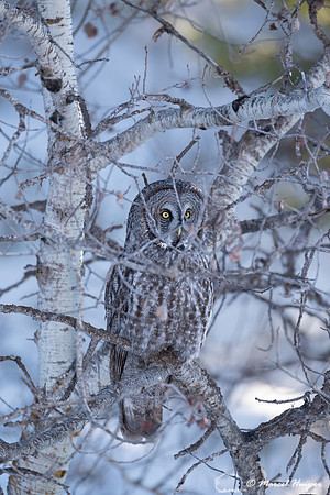 Great gray owl (Strix nebulosa), near Missoula, Montana