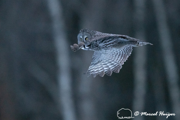 Great gray owl (Strix nebulosa), near Missoula, Montana