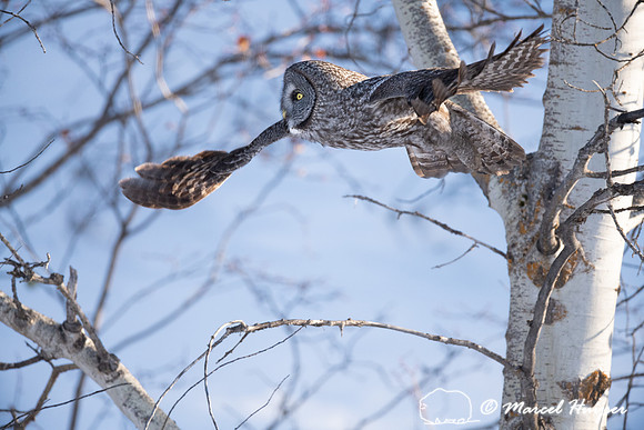 Great gray owl (Strix nebulosa), near Missoula, Montana