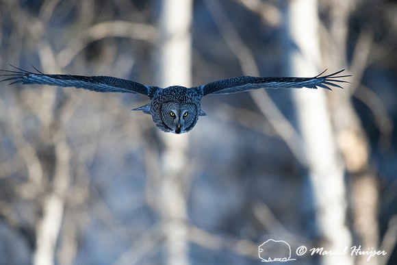 Great gray owl (Strix nebulosa), near Missoula, Montana