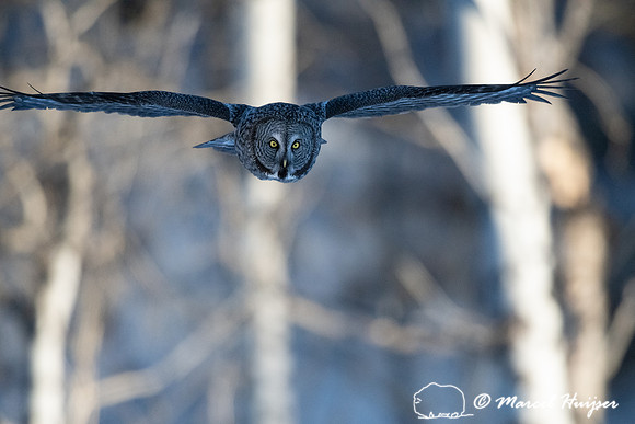Great gray owl (Strix nebulosa), near Missoula, Montana