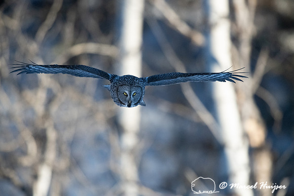 Great gray owl (Strix nebulosa), near Missoula, Montana