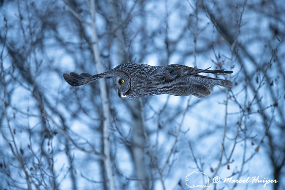 Great gray owl (Strix nebulosa), near Missoula, Montana