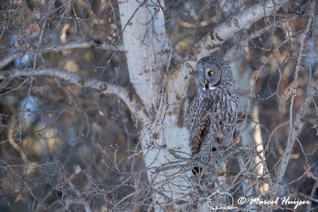 Great gray owl (Strix nebulosa), near Missoula, Montana