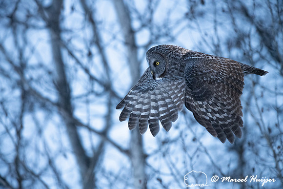 Great gray owl (Strix nebulosa), near Missoula, Montana