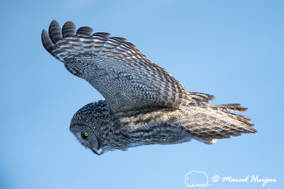 Great gray owl (Strix nebulosa), near Missoula, Montana