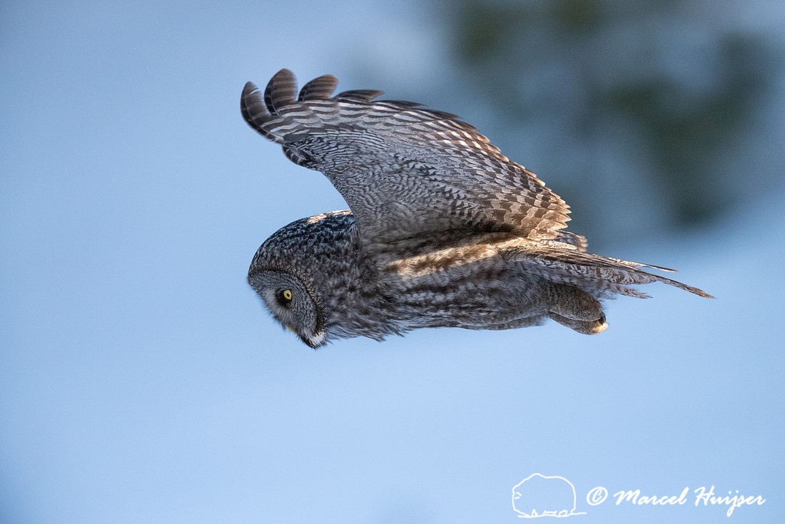 Great gray owl (Strix nebulosa), near Missoula, Montana