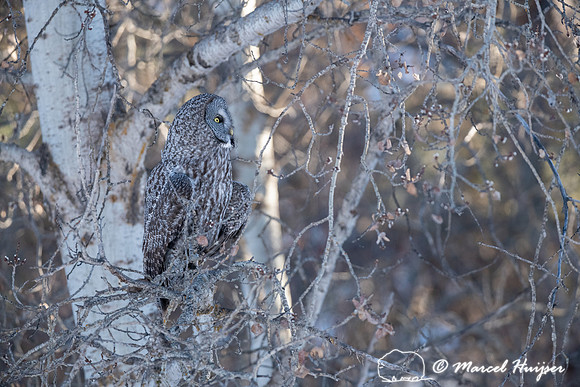 Great gray owl (Strix nebulosa), near Missoula, Montana