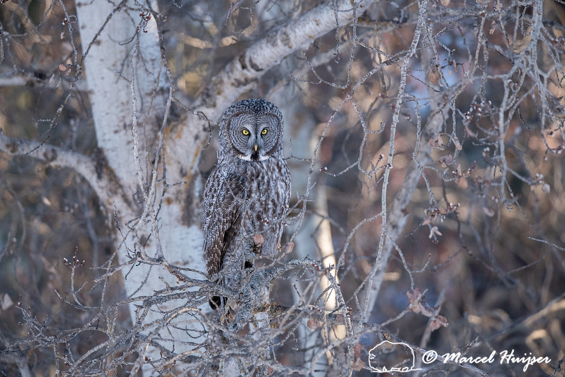 Great gray owl (Strix nebulosa), near Missoula, Montana